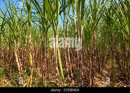 Zuckerrohrpflanze auf einer Plantage am Straßenrand in Karanganyar, Zentral-Java, Indonesien. Stockfoto