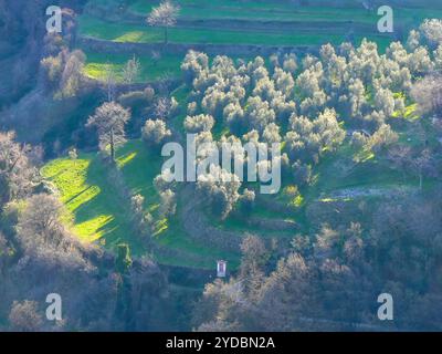 Olivenhain in Terrassenlandschaft südlich von Priezzo, einem Dorf in der Gemeinde Tremosine am Gardasee. Stockfoto