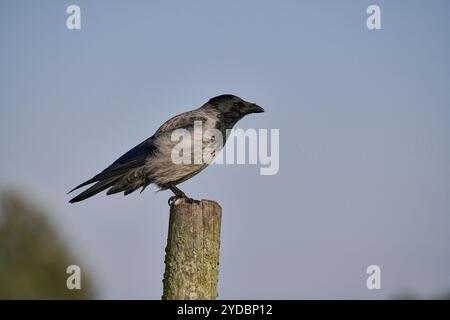 Eine Kapuzenkrähe (Corvus cornix) Ein Vogel, der seitlich auf einem Holzpfosten sitzt, mit blauem Himmel im Hintergrund, Zingst, Mecklenburg-Vorpommern, Deutschland, EUR Stockfoto