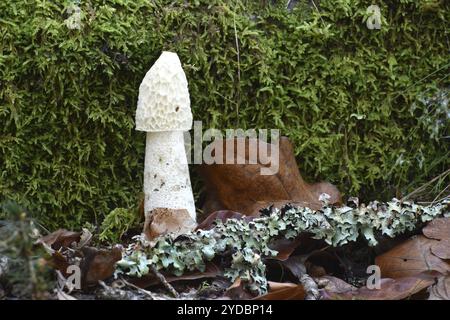 Ein gemeines Stinkhorn (Phallus impudicus) in reifem Zustand ohne Gleba im Herbstwald des Nationalparks Hunsrueck-Hochwald, Rheinland-Pfalz Stockfoto