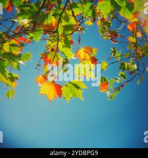 Baldachin aus Reifen Ahornblättern im Herbst oder Herbst vor klarem blauem Himmel Stockfoto