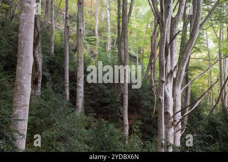 Buchenholz von La Grevolosa - Fageda de la Grevolosa -, La Garrotxa, Girona, Spanien Stockfoto