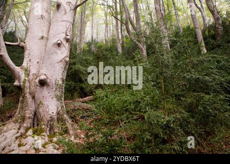 Buchenholz von La Grevolosa - Fageda de la Grevolosa -, La Garrotxa, Girona, Spanien Stockfoto