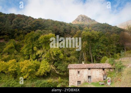 Buchenholz von La Grevolosa - Fageda de la Grevolosa -, La Garrotxa, Girona, Spanien Stockfoto