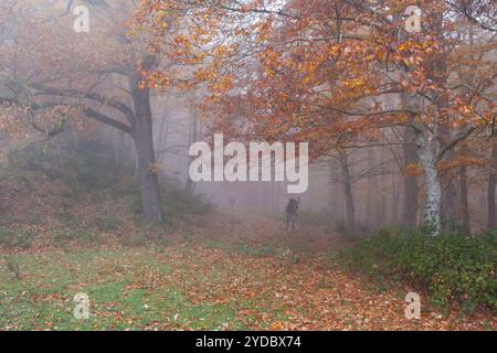 Buchenholz von La Grevolosa - Fageda de la Grevolosa -, La Garrotxa, Girona, Spanien Stockfoto