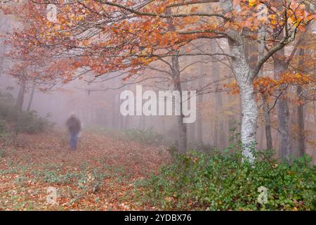 Buchenholz von La Grevolosa - Fageda de la Grevolosa -, La Garrotxa, Girona, Spanien Stockfoto