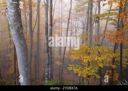 Buchenholz von La Grevolosa - Fageda de la Grevolosa -, La Garrotxa, Girona, Spanien Stockfoto