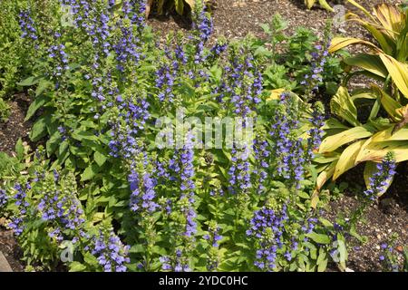 Lobelia siphilitica, große blaue Lobelie Stockfoto