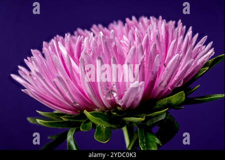 Blühende pinkfarbene Aster Lady Coral auf lila Hintergrund. Blumenkopf-Nahaufnahme Stockfoto