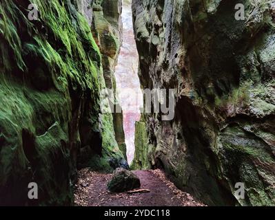 Schmale Felsschlucht, Müllerthal Trail, Little Luxembourg Schweiz, Luxemburg, Europa Stockfoto