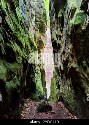 Schmale Felsschlucht, Müllerthal Trail, Little Luxembourg Schweiz, Luxemburg, Europa Stockfoto