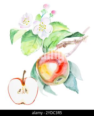 Aquarell Hand gezeichnet red apple mit Blumen. Isolierte eco natürliche Lebensmittel Obst Abbildung auf weißem Hintergrund Stockfoto