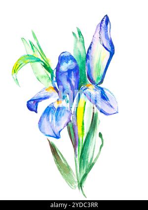 Die Verzweigung Blüte violett Iris. Aquarell Hand gezeichnet Malerei Illustration, auf weißem Hintergrund Stockfoto