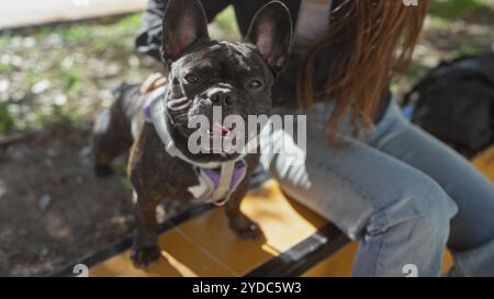 Eine hispanische Frau streichelt ihre französische Bulldogge an einem sonnigen Tag in einem Stadtpark. Stockfoto