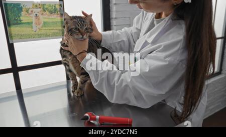Eine Tierärztin aus spanien untersucht eine Tabbykatze auf einem Metalltisch in einem Klinikzimmer, mit einem Poster eines Hundes im Hintergrund. Stockfoto