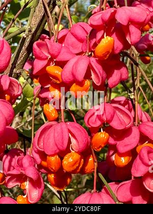 Großaufnahme reifer Blüten von Euonymus europaeus (gemeinsame Spindel) Stockfoto