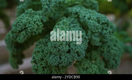 Lockige Grünkohl-Blätter, bekannt als Brassica oleracea, aus nächster Nähe auf den Außenfeldern von mallorca, spanien, mit detaillierter grüner Textur der Stockfoto