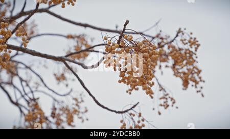 Goldene Beeren von melia azedarach, die an blattlosen Zweigen an einem hellen Himmel in murcia, spanien, hängen. Stockfoto