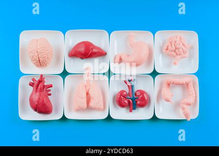 Satz anatomischer Modelle der essentiellen menschlichen Organe auf weißen Platten vor blauem Hintergrund. Stockfoto