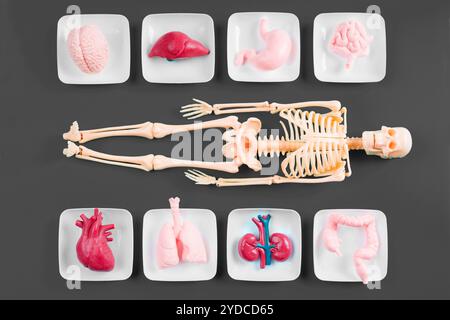Menschliches Skelett auf dunklem Hintergrund, umgeben von Organmodellen auf weißen Platten, die die menschliche Anatomie zeigen. Stockfoto
