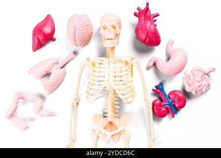 Skelett-Modell umgeben von bunten Orgelnachbildungen. Bildungs-Display für Anatomiestudien, mit Darstellung von Gehirn, Herz, Lunge, Leber, und vieles mehr. Stockfoto