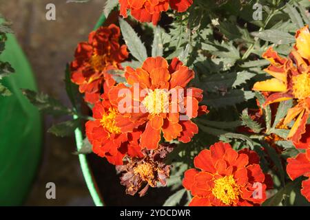 In einem Topf gepflanzte Sorte „Rotkirsche“ der französischen Ringelblume (Tagetes patula). Stockfoto