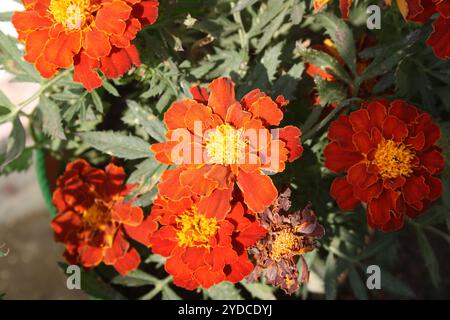 In einem Topf gepflanzte Sorte „Rotkirsche“ der französischen Ringelblume (Tagetes patula). Stockfoto