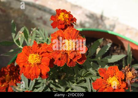 In einem Topf gepflanzte Sorte „Rotkirsche“ der französischen Ringelblume (Tagetes patula). Stockfoto