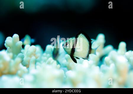 Zweistreifenmädchen (Dascyllus reticulatus) an einer Koralle. Ambon, Indonesien Stockfoto