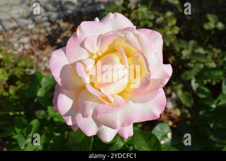 Wunderschöne Gärten, wunderschöne Sommernatur. Eine große Knospe blühender weißer rosafarbener Rosen mit grünen Blättern, beleuchtet von den Sonnenstrahlen. Stockfoto