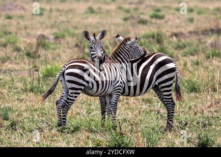 Zwei Zebras, Kenia, afrika Stockfoto