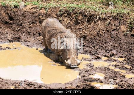 Warzenschwein trinkt aus einer schlammigen Pfütze. Phacochoerus ist eine Gattung aus der Familie der Suidae, die auch als Warzenschweine (Warzenschwein) bezeichnet wird. Sie sind Schweine W Stockfoto