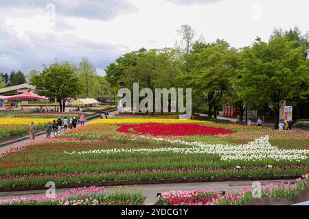 Die Stadt Tonami ist einer der führenden Hersteller von Tulpenzwiebeln. Das jährliche Tulpenfest findet jedes Jahr von Ende April bis Anfang Mai im Tonami Tulip Park statt. Die Tulpenmesse zeigt etwa 3 Millionen Tulpen, die in 600 verschiedenen Sorten in verschiedenen Farben und Sorten blühen, die bis ins Auge gefasst werden. Auf der Messe gab es einen 5 Meter hohen Tulpenbaum, schwimmende Tulpenschoten im Wasser, eine Tulpenförmige Aussichtsplattform, eine riesige Tulpenmauer und Gärten im niederländischen Stil. Das Hauptblumenbeet ist mit 210.000 Tulpen gefüllt, die alle in der Region angebaut werden. Das Festival zieht jährlich Tausende von Besuchern an Stockfoto