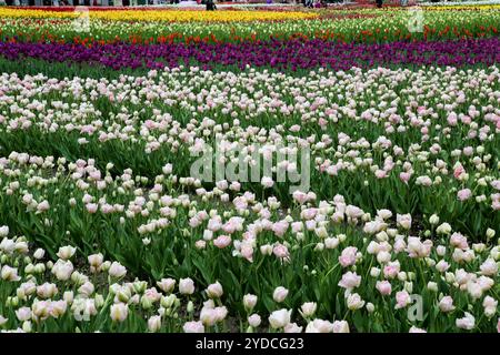 Die Stadt Tonami ist einer der führenden Hersteller von Tulpenzwiebeln. Das jährliche Tulpenfest findet jedes Jahr von Ende April bis Anfang Mai im Tonami Tulip Park statt. Die Tulpenmesse zeigt etwa 3 Millionen Tulpen, die in 600 verschiedenen Sorten in verschiedenen Farben und Sorten blühen, die bis ins Auge gefasst werden. Auf der Messe gab es einen 5 Meter hohen Tulpenbaum, schwimmende Tulpenschoten im Wasser, eine Tulpenförmige Aussichtsplattform, eine riesige Tulpenmauer und Gärten im niederländischen Stil. Das Hauptblumenbeet ist mit 210.000 Tulpen gefüllt, die alle in der Region angebaut werden. Das Festival zieht jährlich Tausende von Besuchern an Stockfoto