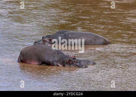 Flusspferde, die in einem Fluss schlafen, Masai Mara, Keyna, Afrika Stockfoto