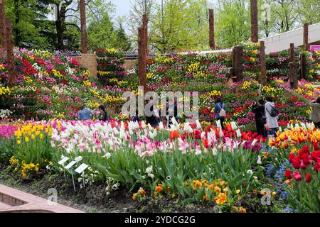 Die Stadt Tonami ist einer der führenden Hersteller von Tulpenzwiebeln. Das jährliche Tulpenfest findet jedes Jahr von Ende April bis Anfang Mai im Tonami Tulip Park statt. Die Tulpenmesse zeigt etwa 3 Millionen Tulpen, die in 600 verschiedenen Sorten in verschiedenen Farben und Sorten blühen, die bis ins Auge gefasst werden. Auf der Messe gab es einen 5 Meter hohen Tulpenbaum, schwimmende Tulpenschoten im Wasser, eine Tulpenförmige Aussichtsplattform, eine riesige Tulpenmauer und Gärten im niederländischen Stil. Das Hauptblumenbeet ist mit 210.000 Tulpen gefüllt, die alle in der Region angebaut werden. Das Festival zieht jährlich Tausende von Besuchern an Stockfoto