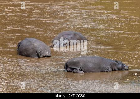 Flusspferde, die in einem Fluss schlafen, Masai Mara, Keyna, Afrika Stockfoto