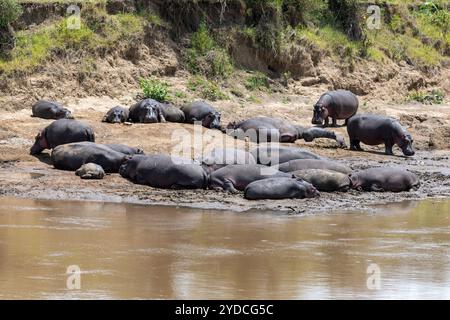 Flusspferde schlafen auf einem Schlammufer und in einem Fluss, Masai Mara, Keyna, Afrika Stockfoto