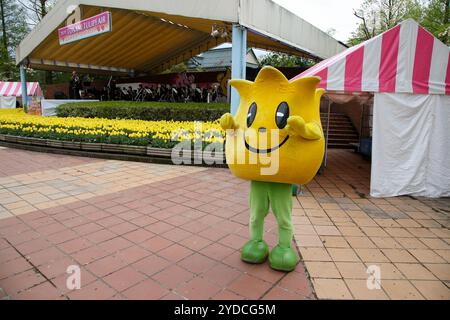 Die Stadt Tonami ist einer der führenden Hersteller von Tulpenzwiebeln. Das jährliche Tulpenfest findet jedes Jahr von Ende April bis Anfang Mai im Tonami Tulip Park statt. Die Tulpenmesse zeigt etwa 3 Millionen Tulpen, die in 600 verschiedenen Sorten in verschiedenen Farben und Sorten blühen, die bis ins Auge gefasst werden. Auf der Messe gab es einen 5 Meter hohen Tulpenbaum, schwimmende Tulpenschoten im Wasser, eine Tulpenförmige Aussichtsplattform, eine riesige Tulpenmauer und Gärten im niederländischen Stil. Das Hauptblumenbeet ist mit 210.000 Tulpen gefüllt, die alle in der Region angebaut werden. Das Festival zieht jährlich Tausende von Besuchern an Stockfoto