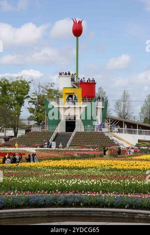 Die Stadt Tonami ist einer der führenden Hersteller von Tulpenzwiebeln. Das jährliche Tulpenfest findet jedes Jahr von Ende April bis Anfang Mai im Tonami Tulip Park statt. Die Tulpenmesse zeigt etwa 3 Millionen Tulpen, die in 600 verschiedenen Sorten in verschiedenen Farben und Sorten blühen, die bis ins Auge gefasst werden. Auf der Messe gab es einen 5 Meter hohen Tulpenbaum, schwimmende Tulpenschoten im Wasser, eine Tulpenförmige Aussichtsplattform, eine riesige Tulpenmauer und Gärten im niederländischen Stil. Das Hauptblumenbeet ist mit 210.000 Tulpen gefüllt, die alle in der Region angebaut werden. Das Festival zieht jährlich Tausende von Besuchern an Stockfoto