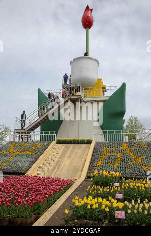Die Stadt Tonami ist einer der führenden Hersteller von Tulpenzwiebeln. Das jährliche Tulpenfest findet jedes Jahr von Ende April bis Anfang Mai im Tonami Tulip Park statt. Die Tulpenmesse zeigt etwa 3 Millionen Tulpen, die in 600 verschiedenen Sorten in verschiedenen Farben und Sorten blühen, die bis ins Auge gefasst werden. Auf der Messe gab es einen 5 Meter hohen Tulpenbaum, schwimmende Tulpenschoten im Wasser, eine Tulpenförmige Aussichtsplattform, eine riesige Tulpenmauer und Gärten im niederländischen Stil. Das Hauptblumenbeet ist mit 210.000 Tulpen gefüllt, die alle in der Region angebaut werden. Das Festival zieht jährlich Tausende von Besuchern an Stockfoto