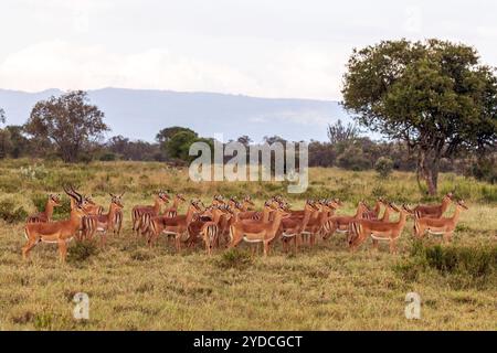 Impala ist eine der häufigsten Antilopen, eine mittelgroße Antilope. Tiere „alarmieren“ wegen einer nahe gelegenen Hyäne (nicht in Schuss) Stockfoto