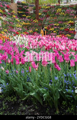 Die Stadt Tonami ist einer der führenden Hersteller von Tulpenzwiebeln. Das jährliche Tulpenfest findet jedes Jahr von Ende April bis Anfang Mai im Tonami Tulip Park statt. Die Tulpenmesse zeigt etwa 3 Millionen Tulpen, die in 600 verschiedenen Sorten in verschiedenen Farben und Sorten blühen, die bis ins Auge gefasst werden. Auf der Messe gab es einen 5 Meter hohen Tulpenbaum, schwimmende Tulpenschoten im Wasser, eine Tulpenförmige Aussichtsplattform, eine riesige Tulpenmauer und Gärten im niederländischen Stil. Das Hauptblumenbeet ist mit 210.000 Tulpen gefüllt, die alle in der Region angebaut werden. Das Festival zieht jährlich Tausende von Besuchern an Stockfoto