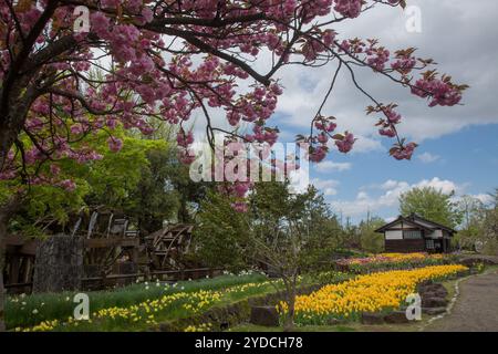 Die Stadt Tonami ist einer der führenden Hersteller von Tulpenzwiebeln. Das jährliche Tulpenfest findet jedes Jahr von Ende April bis Anfang Mai im Tonami Tulip Park statt. Die Tulpenmesse zeigt etwa 3 Millionen Tulpen, die in 600 verschiedenen Sorten in verschiedenen Farben und Sorten blühen, die bis ins Auge gefasst werden. Auf der Messe gab es einen 5 Meter hohen Tulpenbaum, schwimmende Tulpenschoten im Wasser, eine Tulpenförmige Aussichtsplattform, eine riesige Tulpenmauer und Gärten im niederländischen Stil. Das Hauptblumenbeet ist mit 210.000 Tulpen gefüllt, die alle in der Region angebaut werden. Das Festival zieht jährlich Tausende von Besuchern an Stockfoto