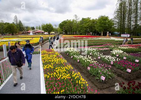 Die Stadt Tonami ist einer der führenden Hersteller von Tulpenzwiebeln. Das jährliche Tulpenfest findet jedes Jahr von Ende April bis Anfang Mai im Tonami Tulip Park statt. Die Tulpenmesse zeigt etwa 3 Millionen Tulpen, die in 600 verschiedenen Sorten in verschiedenen Farben und Sorten blühen, die bis ins Auge gefasst werden. Auf der Messe gab es einen 5 Meter hohen Tulpenbaum, schwimmende Tulpenschoten im Wasser, eine Tulpenförmige Aussichtsplattform, eine riesige Tulpenmauer und Gärten im niederländischen Stil. Das Hauptblumenbeet ist mit 210.000 Tulpen gefüllt, die alle in der Region angebaut werden. Das Festival zieht jährlich Tausende von Besuchern an Stockfoto