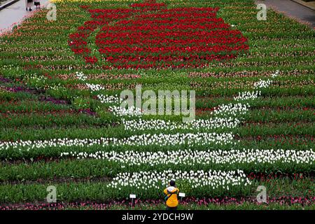 Die Stadt Tonami ist einer der führenden Hersteller von Tulpenzwiebeln. Das jährliche Tulpenfest findet jedes Jahr von Ende April bis Anfang Mai im Tonami Tulip Park statt. Die Tulpenmesse zeigt etwa 3 Millionen Tulpen, die in 600 verschiedenen Sorten in verschiedenen Farben und Sorten blühen, die bis ins Auge gefasst werden. Auf der Messe gab es einen 5 Meter hohen Tulpenbaum, schwimmende Tulpenschoten im Wasser, eine Tulpenförmige Aussichtsplattform, eine riesige Tulpenmauer und Gärten im niederländischen Stil. Das Hauptblumenbeet ist mit 210.000 Tulpen gefüllt, die alle in der Region angebaut werden. Das Festival zieht jährlich Tausende von Besuchern an Stockfoto