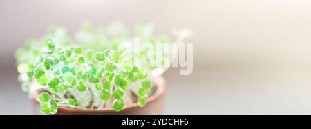 Wassertropfen auf grüne Sprossen Stockfoto