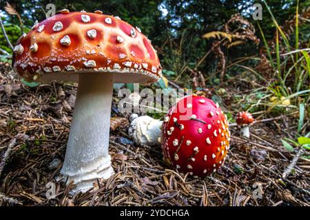 Nahaufnahme einer Gruppe von drei Rotfliegen-Agaren oder -Toadstools auf dem Waldboden. St. Johann in Tirol, Österreich Stockfoto