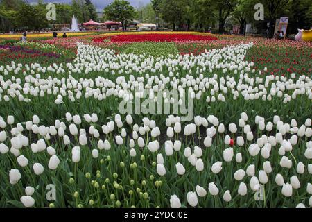 Die Stadt Tonami ist einer der führenden Hersteller von Tulpenzwiebeln. Das jährliche Tulpenfest findet jedes Jahr von Ende April bis Anfang Mai im Tonami Tulip Park statt. Die Tulpenmesse zeigt etwa 3 Millionen Tulpen, die in 600 verschiedenen Sorten in verschiedenen Farben und Sorten blühen, die bis ins Auge gefasst werden. Auf der Messe gab es einen 5 Meter hohen Tulpenbaum, schwimmende Tulpenschoten im Wasser, eine Tulpenförmige Aussichtsplattform, eine riesige Tulpenmauer und Gärten im niederländischen Stil. Das Hauptblumenbeet ist mit 210.000 Tulpen gefüllt, die alle in der Region angebaut werden. Das Festival zieht jährlich Tausende von Besuchern an Stockfoto