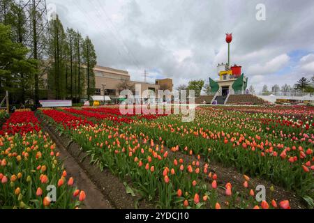 Die Stadt Tonami ist einer der führenden Hersteller von Tulpenzwiebeln. Das jährliche Tulpenfest findet jedes Jahr von Ende April bis Anfang Mai im Tonami Tulip Park statt. Die Tulpenmesse zeigt etwa 3 Millionen Tulpen, die in 600 verschiedenen Sorten in verschiedenen Farben und Sorten blühen, die bis ins Auge gefasst werden. Auf der Messe gab es einen 5 Meter hohen Tulpenbaum, schwimmende Tulpenschoten im Wasser, eine Tulpenförmige Aussichtsplattform, eine riesige Tulpenmauer und Gärten im niederländischen Stil. Das Hauptblumenbeet ist mit 210.000 Tulpen gefüllt, die alle in der Region angebaut werden. Das Festival zieht jährlich Tausende von Besuchern an Stockfoto